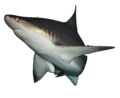 IMG 0736 Shark.png