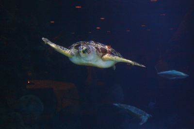 IMG 0872 turtle.JPG