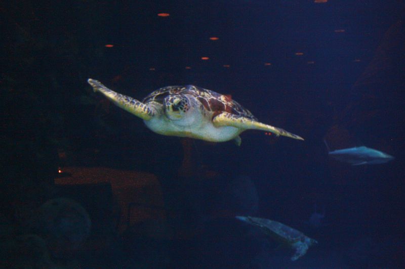 File:IMG 0872 turtle.JPG